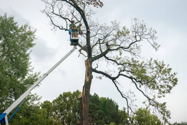  Silver Lake, KS Tree Services Pros